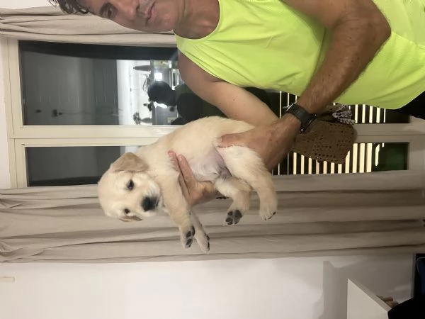 Disponibili splendidi cuccioli di Golden retriver , per info contattatemi al [hidden] | Foto 3