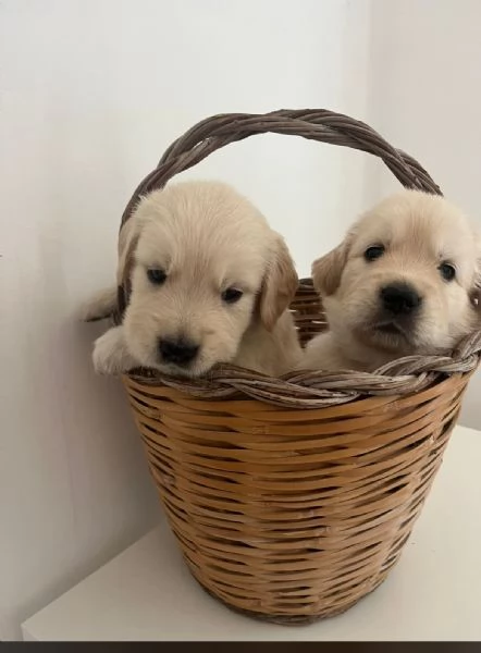 Disponibili splendidi cuccioli di Golden retriver , per info contattatemi al [hidden] | Foto 2