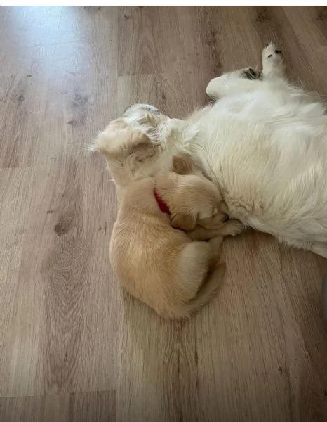 Disponibili splendidi cuccioli di Golden retriver , per info contattatemi al [hidden] | Foto 1