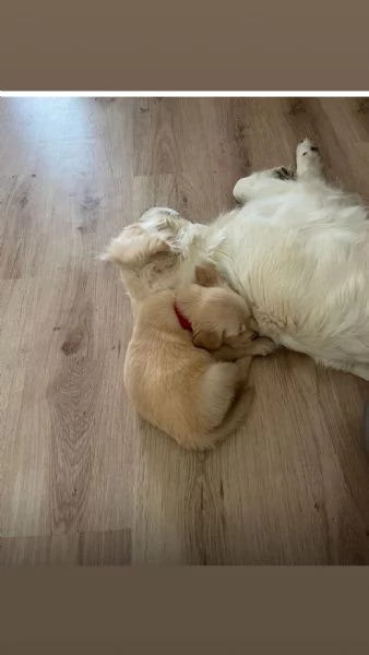 Disponibili splendidi cuccioli di Golden retriver , per info contattatemi al [hidden] | Foto 0