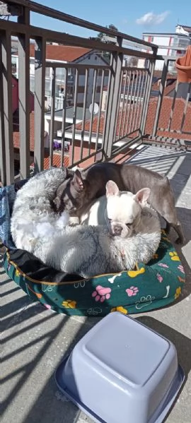 Regalo coppia Bulldog francesi | Foto 1
