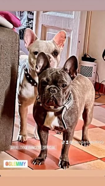 Regalo coppia Bulldog francesi | Foto 0