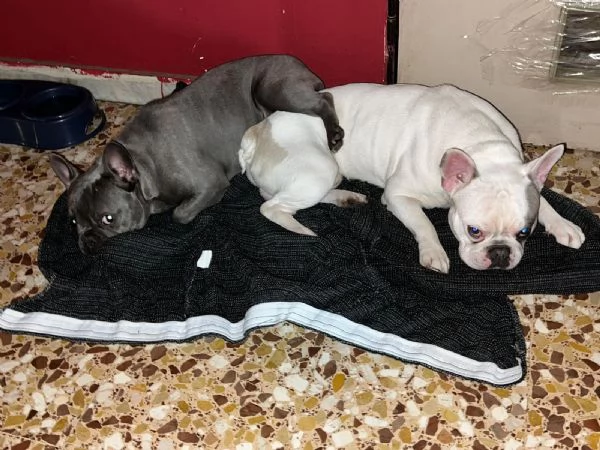 Regalo coppia Bulldog francesi