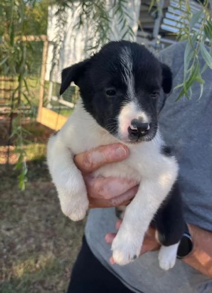 Cuccioli Border Collie  | Foto 4