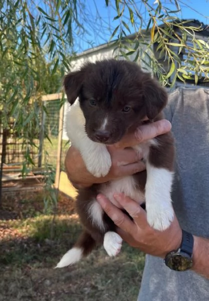 Cuccioli Border Collie  | Foto 2