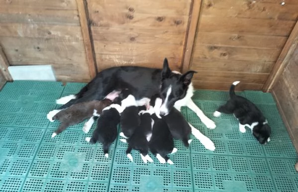 Cuccioli Border Collie 