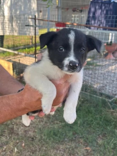 Cuccioli Border Collie  | Foto 0