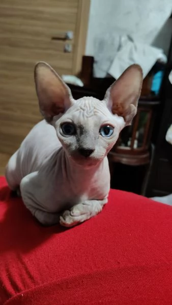 Sphynx 