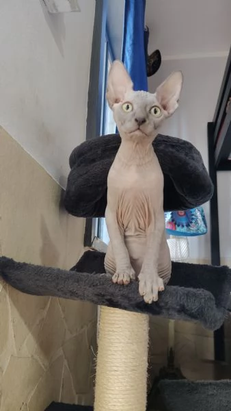 Sphynx  | Foto 1