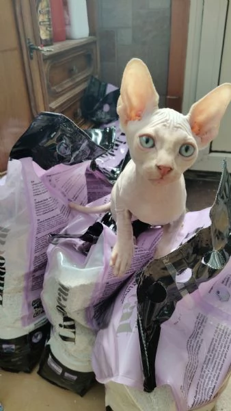 Sphynx  | Foto 0