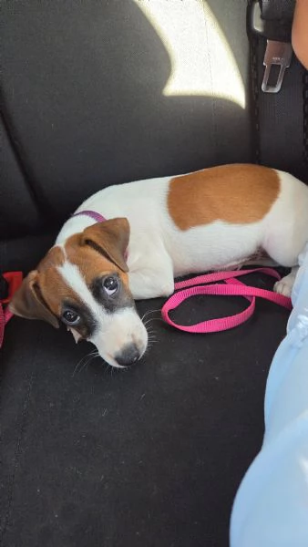 Vendo jack russell terrier femmina