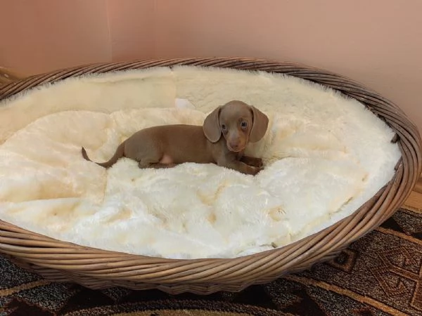 Cuccioli Teckel nano Isabella/Arlecchino