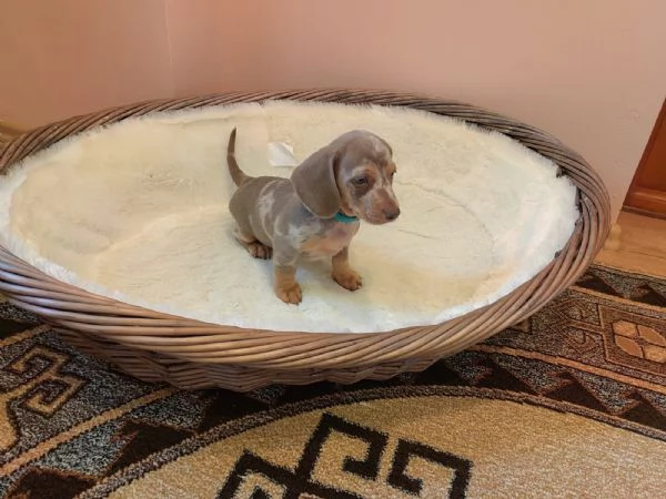 Cuccioli Teckel nano Isabella/Arlecchino | Foto 4