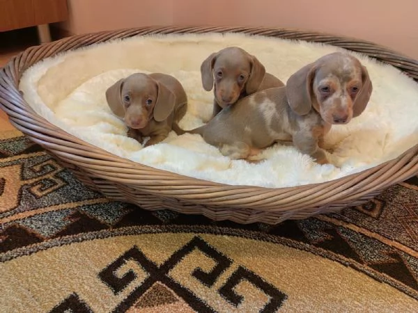 Cuccioli Teckel nano Isabella/Arlecchino | Foto 3