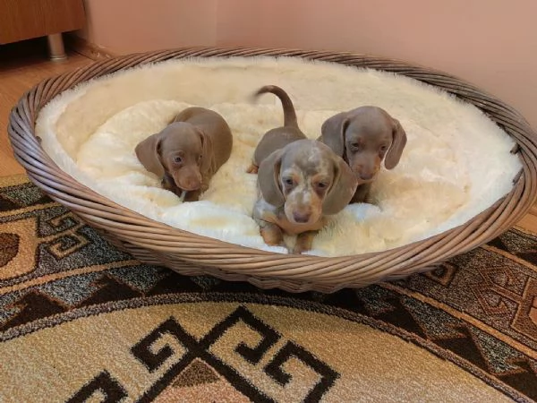 Cuccioli Teckel nano Isabella/Arlecchino | Foto 2