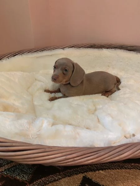 Cuccioli Teckel nano Isabella/Arlecchino | Foto 0