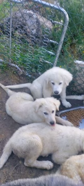 Pastore maremmano REGALO  | Foto 6