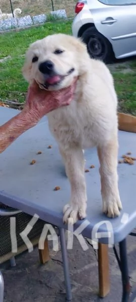 Pastore maremmano REGALO  | Foto 5