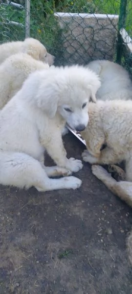 Pastore maremmano REGALO  | Foto 3