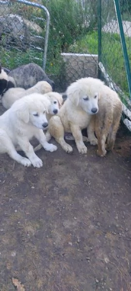 Pastore maremmano REGALO  | Foto 2