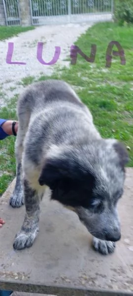 Pastore maremmano REGALO  | Foto 1