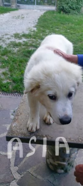 Pastore maremmano REGALO  | Foto 0