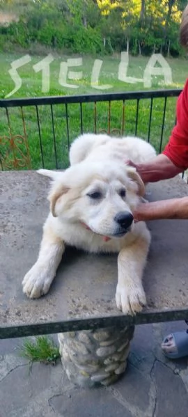 Pastore maremmano REGALO 