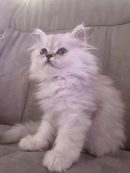Persiano chinchillà 