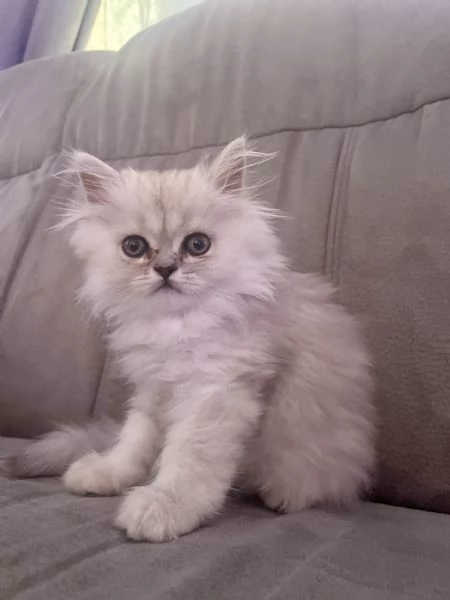 Persiano chinchillà  | Foto 0