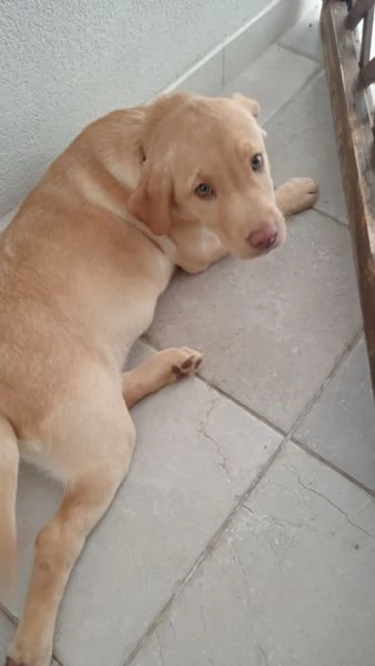 Cucciola di Labrador