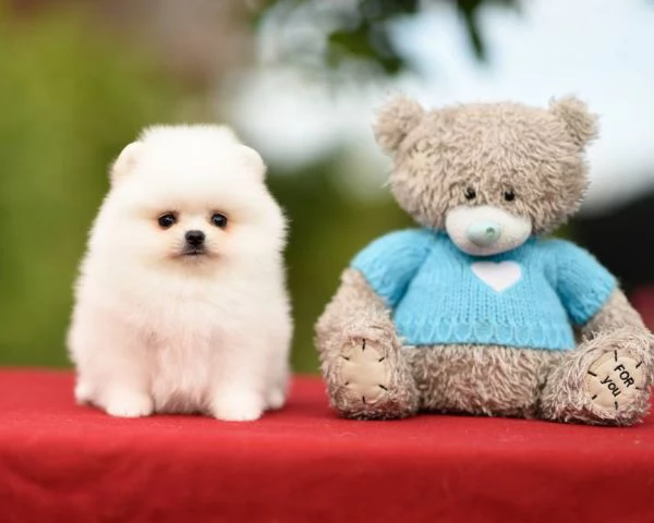 CUCCIOLI DI POMERANIA BIANCHI !! | Foto 0