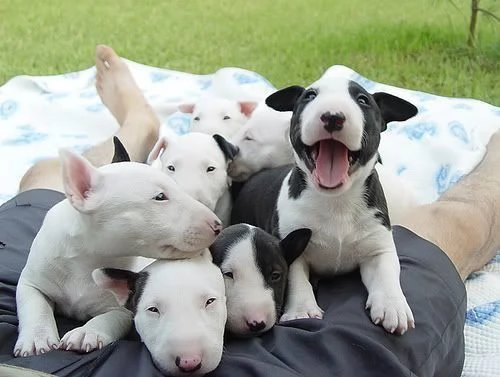 cucciolo cuccioli di bull terrier   fff