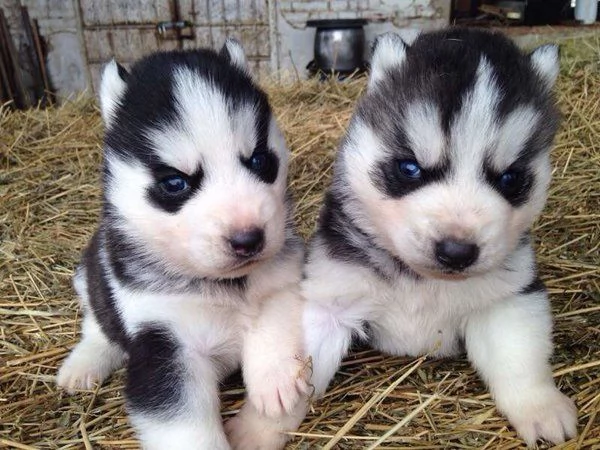 cuccioli di siberian husky registrati disponibili