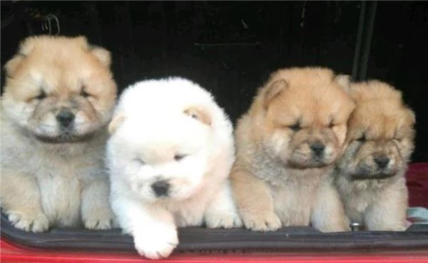 cucciolo chow chow