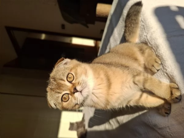 Cerchiamo una famiglia amorevole | Foto 0