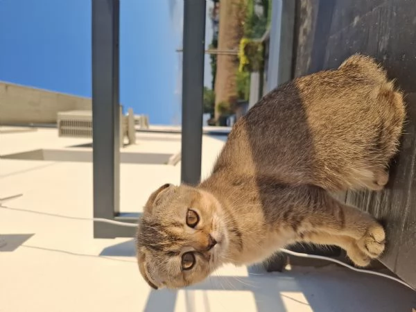 Cerchiamo una famiglia amorevole