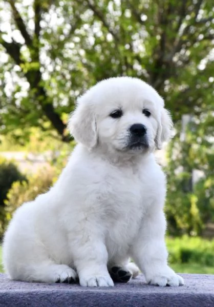 Due cuccioli di Golden Retriever ti aspettano! | Foto 0