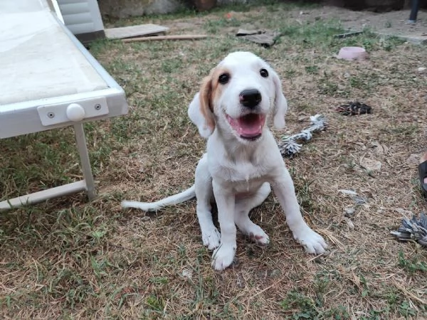 Cuccioli a Verona cercano casa 