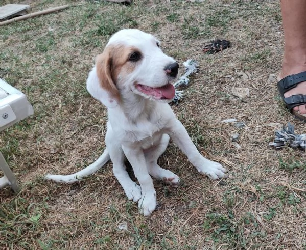 Cuccioli a Verona cercano casa  | Foto 6