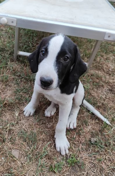 Cuccioli a Verona cercano casa  | Foto 5