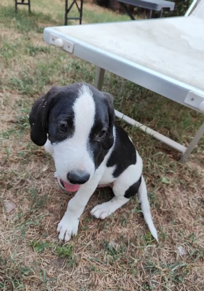 Cuccioli a Verona cercano casa  | Foto 4