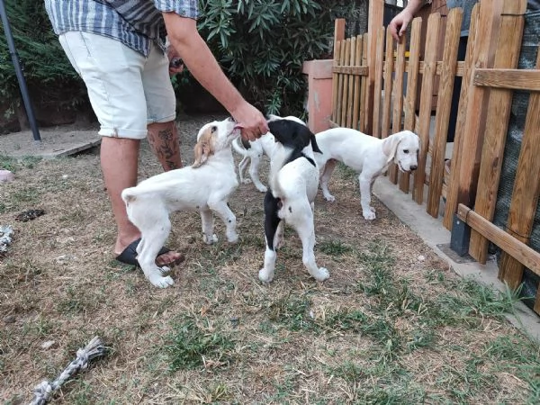 Cuccioli a Verona cercano casa  | Foto 3
