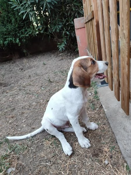 Cuccioli a Verona cercano casa  | Foto 2
