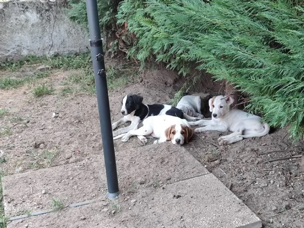 Cuccioli a Verona cercano casa  | Foto 1