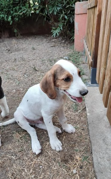 Cuccioli a Verona cercano casa  | Foto 0