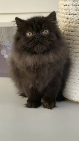 Cuccioli persiani | Foto 1