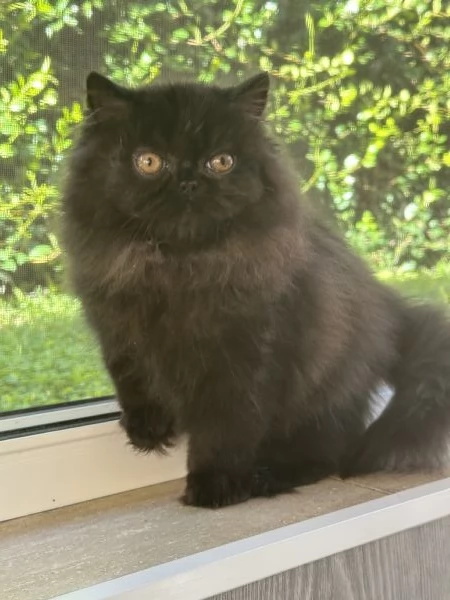 Cuccioli persiani | Foto 0