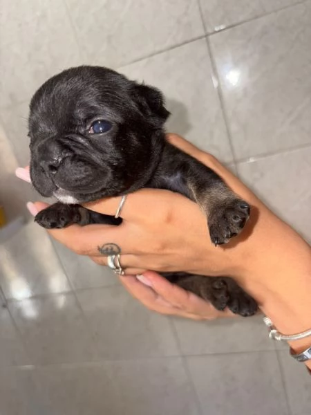 Buldog francese  | Foto 3
