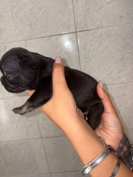 Buldog francese  | Foto 2