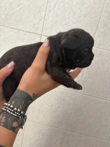 Buldog francese  | Foto 0